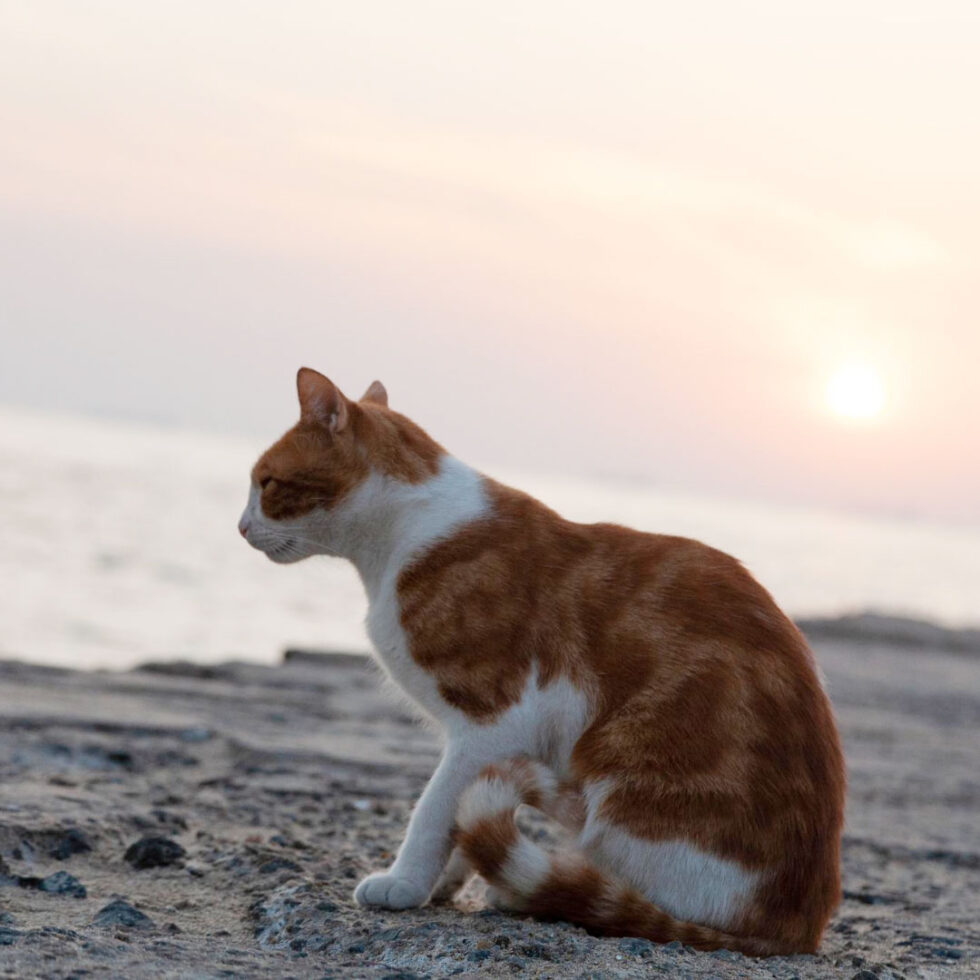 Vet Near Me Honor, MI 49640 Platte Lake Veterinary Clinic