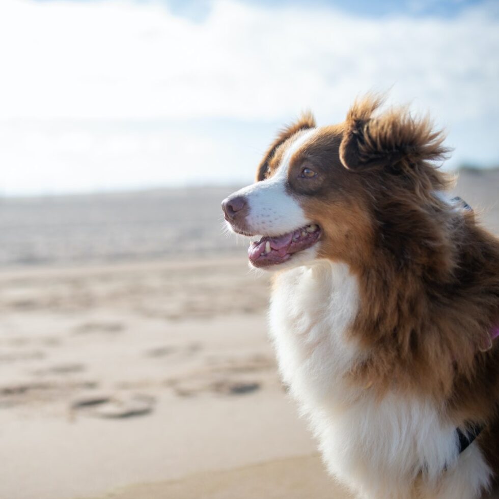 Honor, MI 49640 Veterinary Services Platte Lake Veterinary Clinic