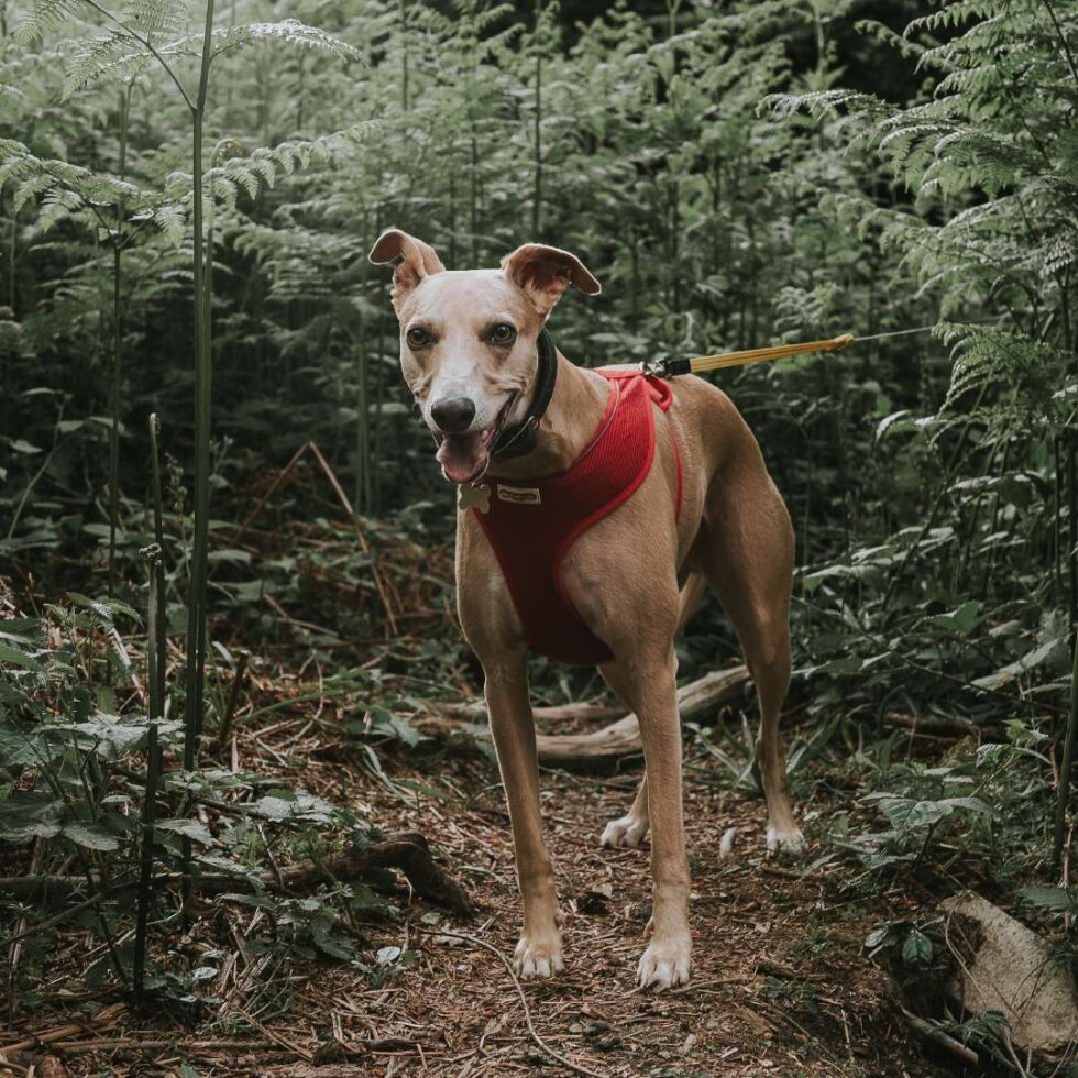 Honor, MI 49640 Veterinarians Platte Lake Veterinary Clinic