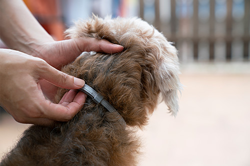  Pet Flea and Tick Prevention 